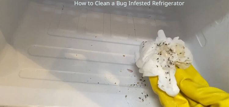 How-to-Clean-a-Bug-Infested-Refrigerator